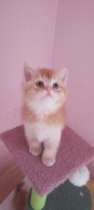 Златни чинчили шотландски котенца