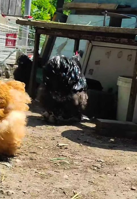 Cocos cochinchina uriaș bobat 2025