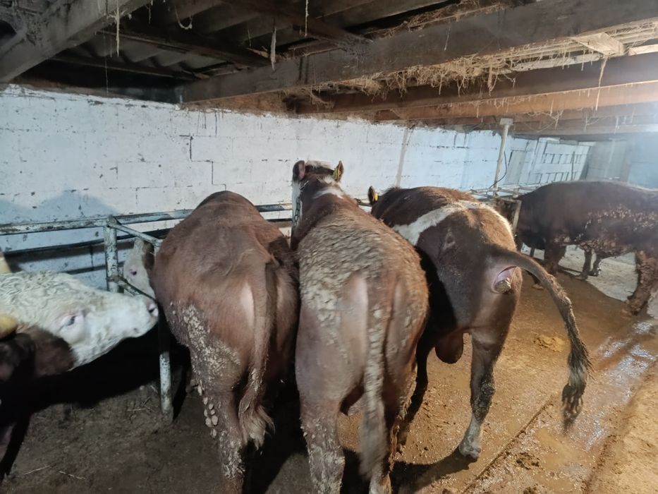 Продам быков срочно