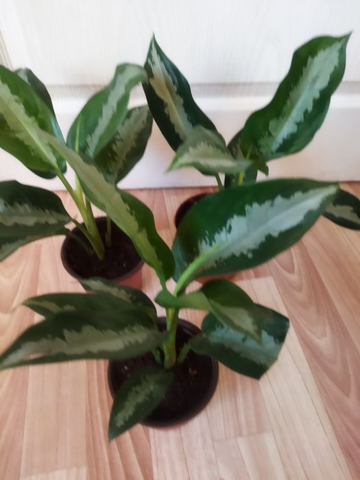 Комнатные цветы продам