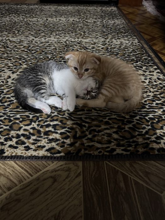 Котята скоттиш фолд