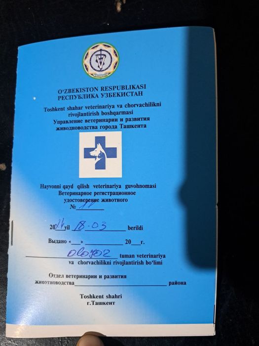 Британ скотш страйт