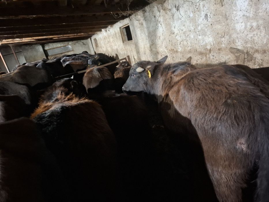 Vând taurasi de bivol