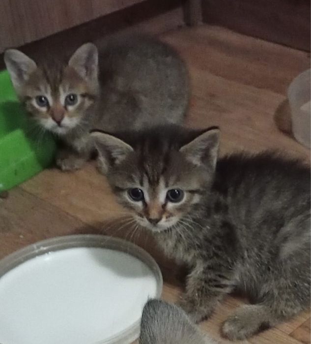 котята бесплатно