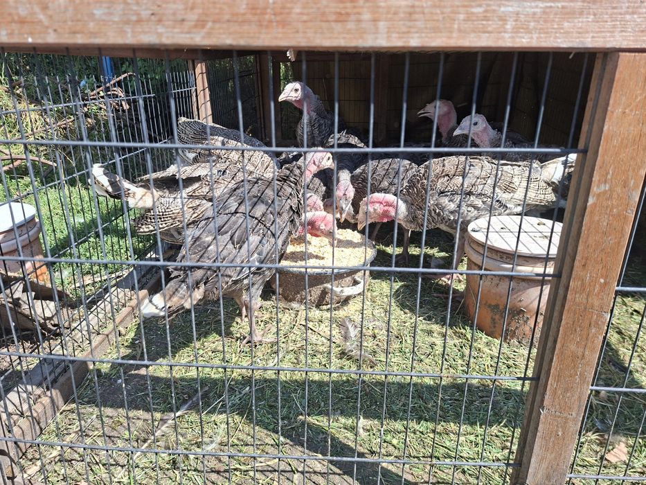 Vând pui de curca românești