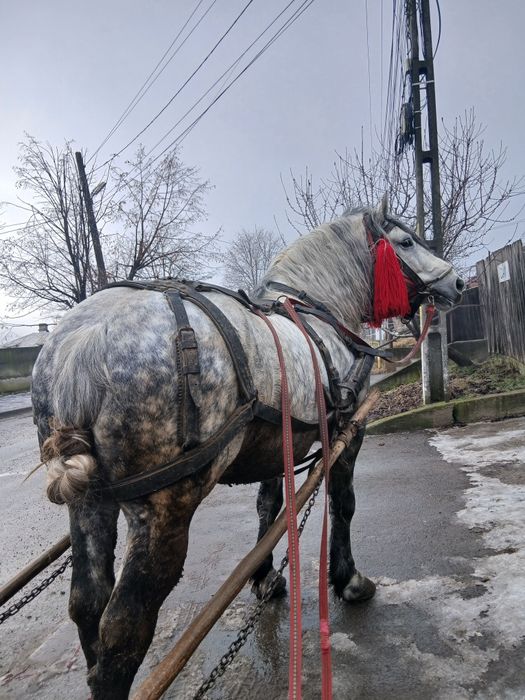 Harmăsar de vânzare