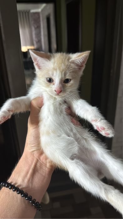 Отдам котят , 2 месяца, мальчики