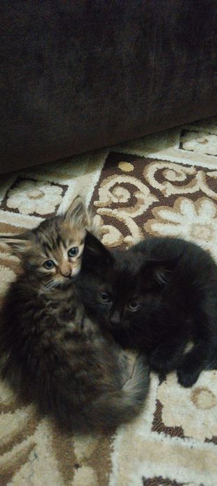 Отдам котят даром