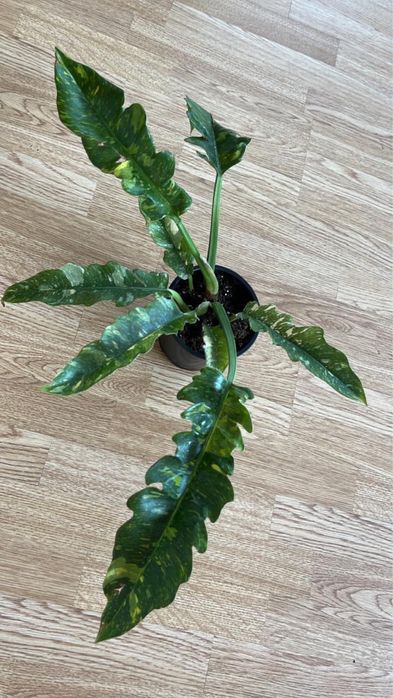 Комнатные цветочки