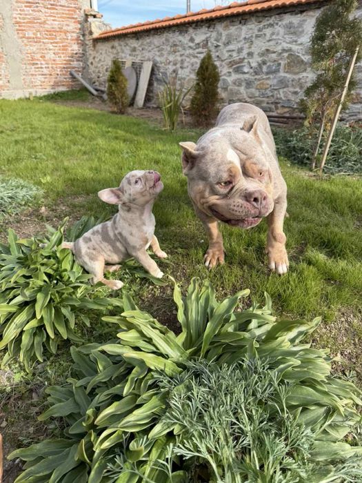 Американко були – Pocket