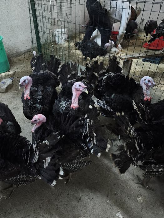 Продам индюк бронза 708