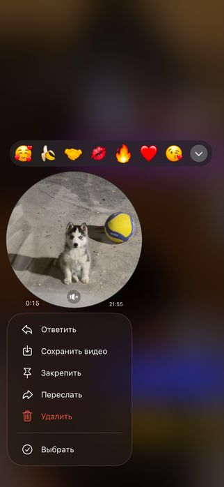 Собака хаский