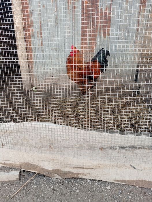 Куры петух продам