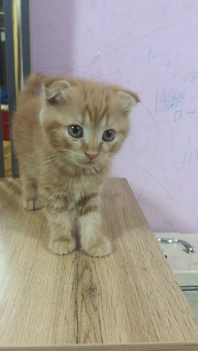 Продам катенок мальчика вислоухий