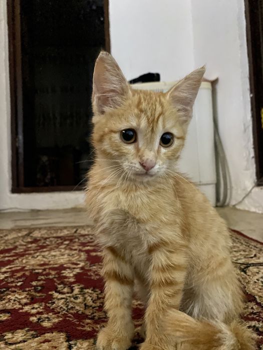 отдам в добрые руки котенка