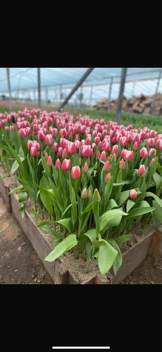Свежие Тюльпаны оптом | от 360