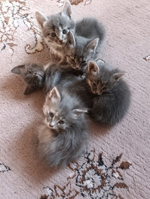Отдам милых котят в добрые руки