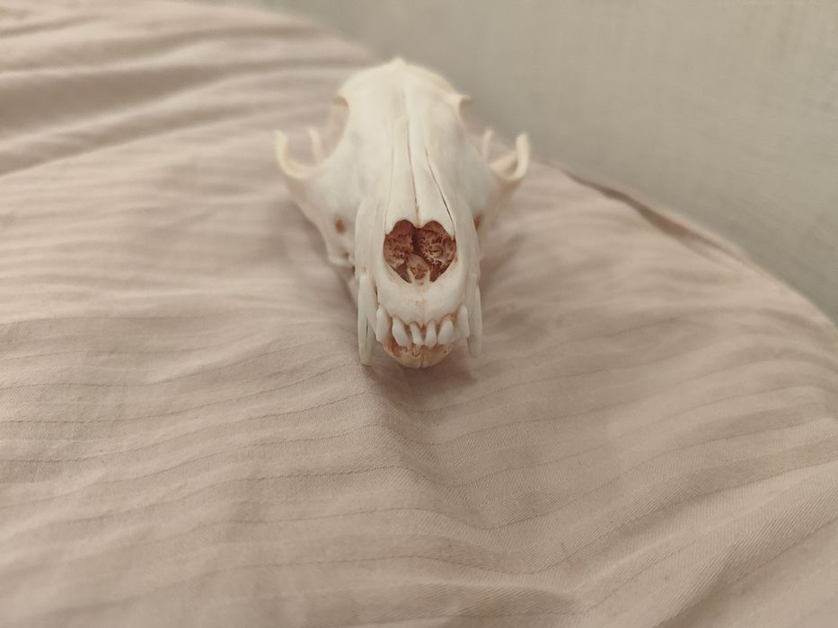 Череп лисы (имитация)