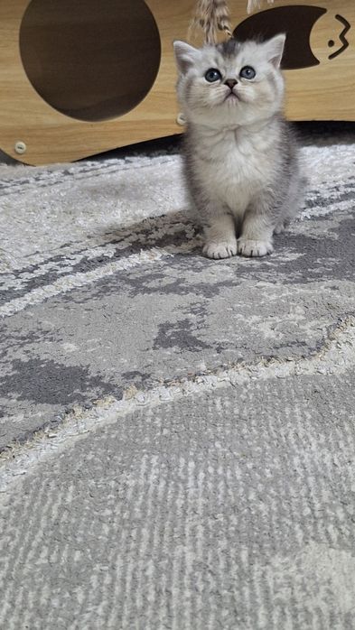 Шикарные котята от правильной вязки