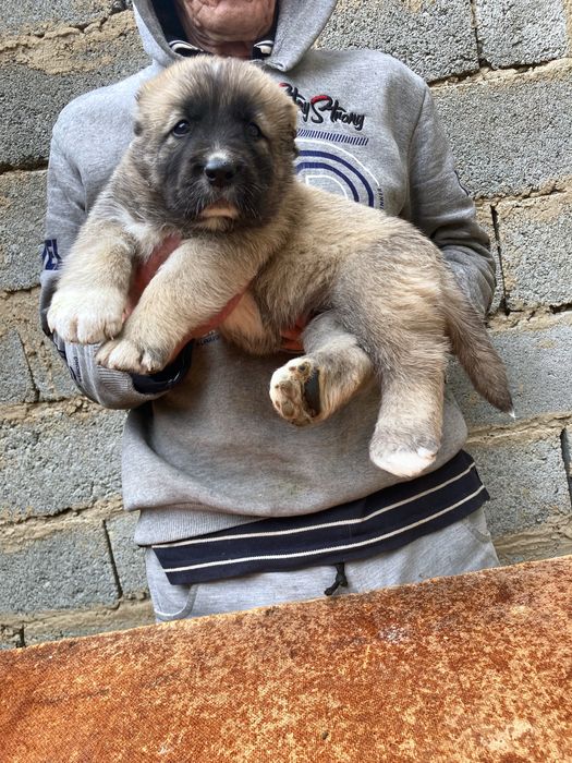 Щенок турецкого Кангала ( девочка ) чистокровная