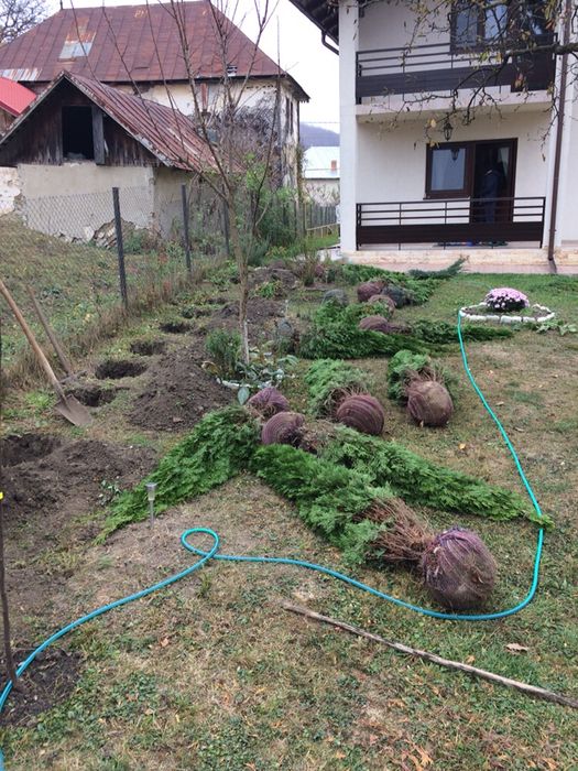 Tuia Smaragd Piramidos/Leylandi !Imagini cu lucrari personale!!!