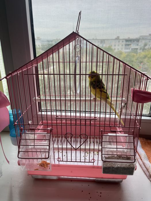 Продам волнистого попугая