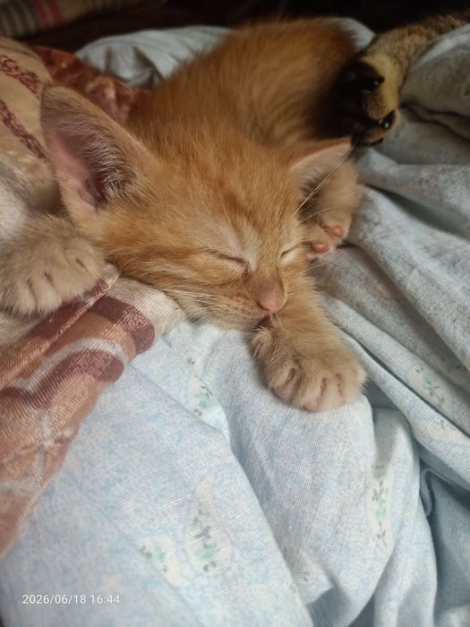 Отдам рыженькую девочку котенка.