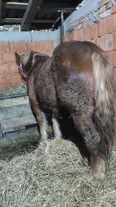 vand sau schimb manz castrat de 2 ani in primavara