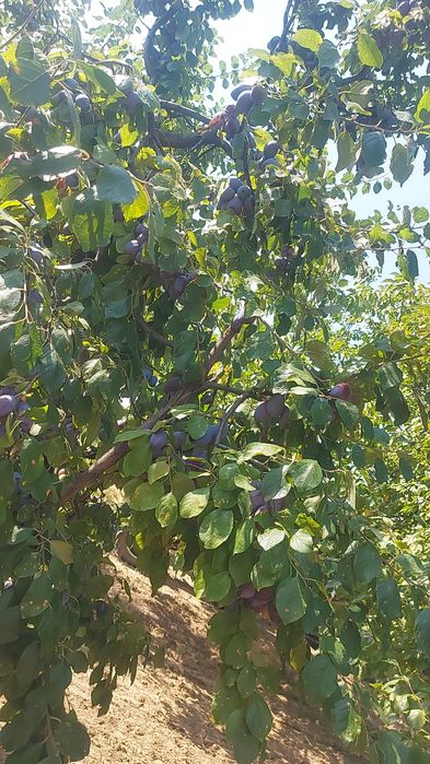 Vand prune  tuleu gras +arjian