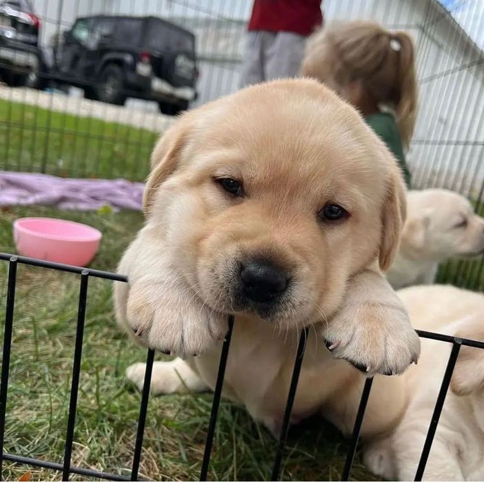 Щенки Лабрадорааа