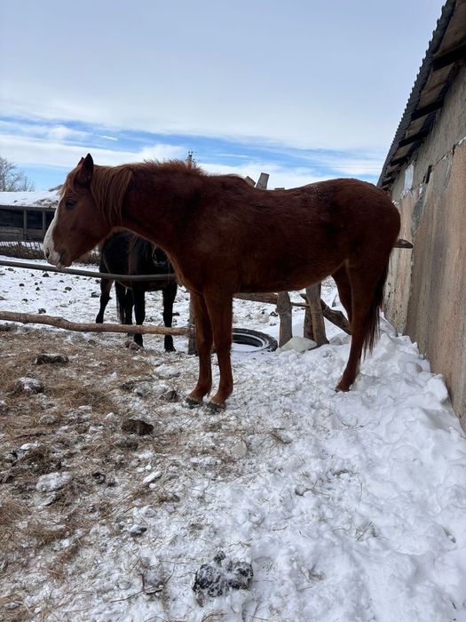 Породист  жылқы сатам