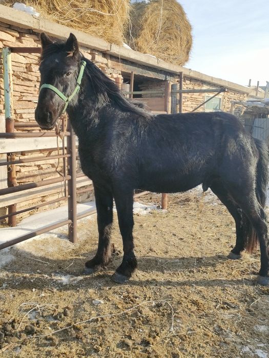 Жеребец 3 годовалый