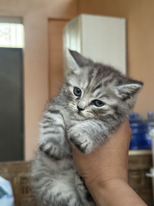 Котята скоттиш страйт
