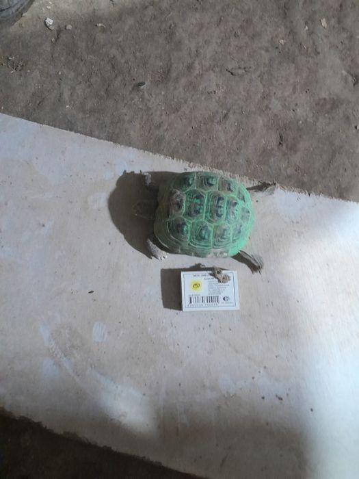 Тошбака ката размер