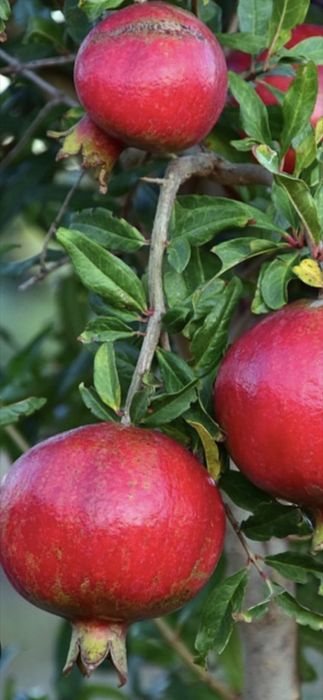 Nuci Chandler Aluni Visin Castan Cais Piersic Prun Kaki Rodiu Tei Afin