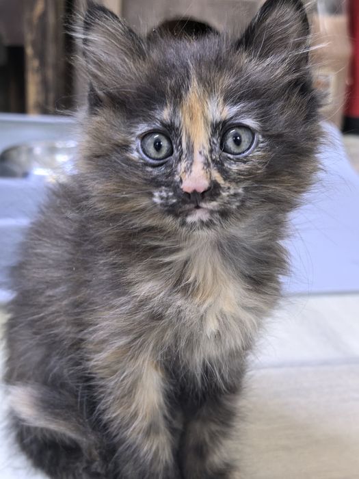 Котята близняшки колико