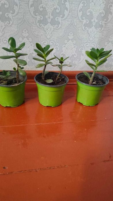 Продам Толстянку