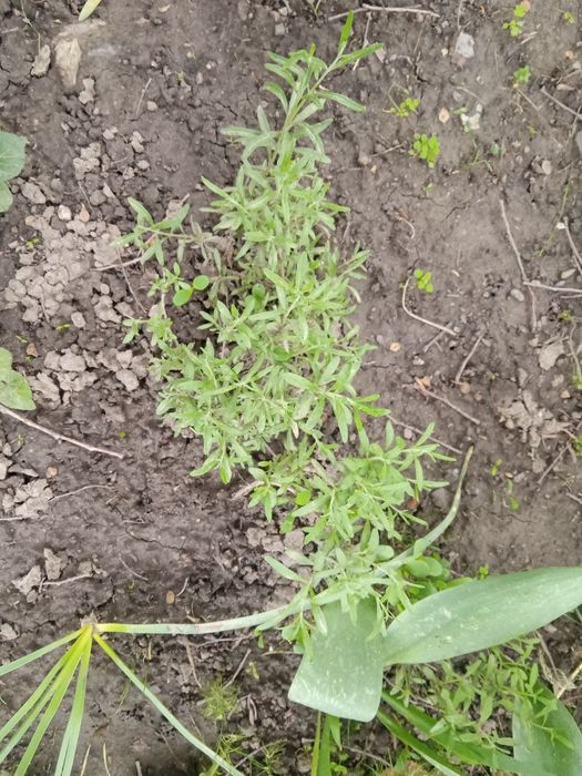 Хлорофитум, мята , лаванда .