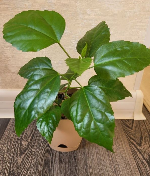 Продам китайскую розу