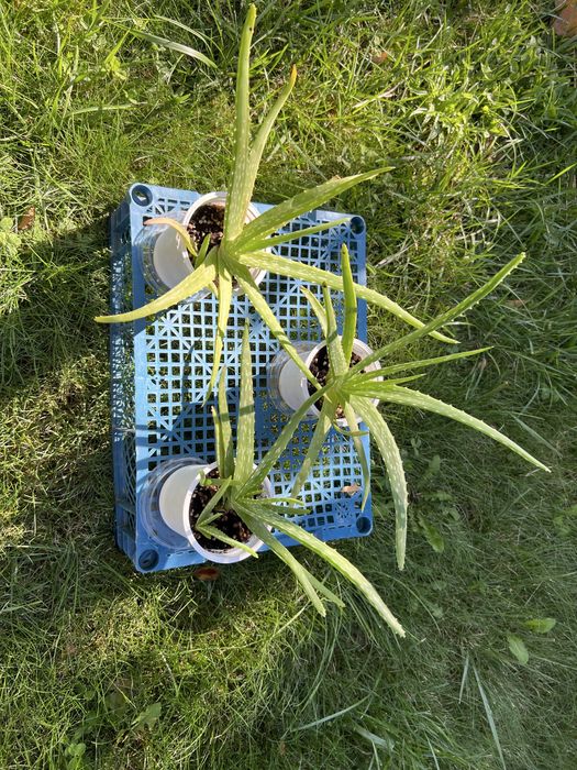 Алоэ вера четырехлетние