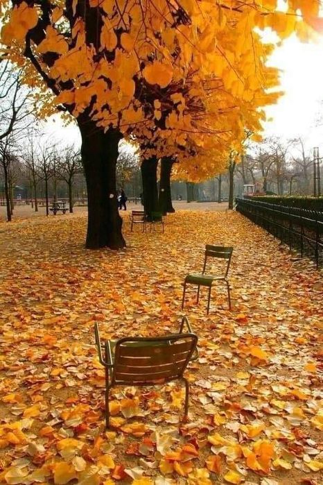 Осиное гнездо осиное