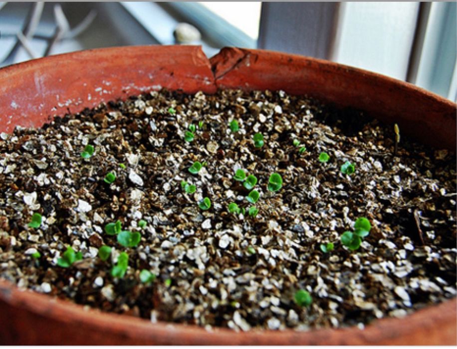 Вермикулит на оптом в кашкадарье