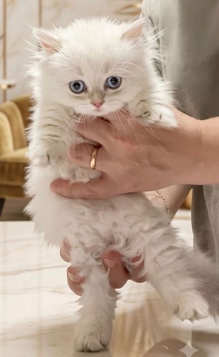 Котенок Манчкин с Родословной.