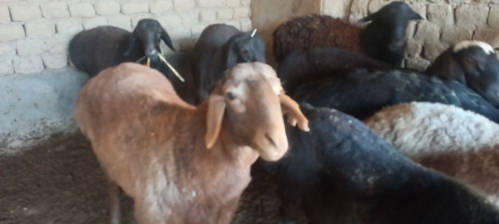 Қой , қозы, тоқты қошқарлар сатылады.