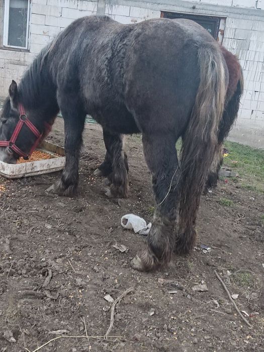 Formulează astăzi suma de un an de zile