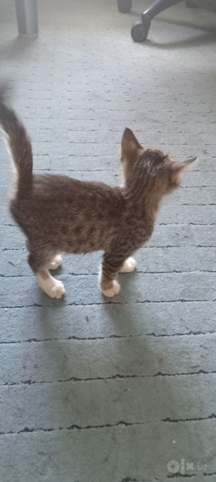 Отдам котят в добрые руки