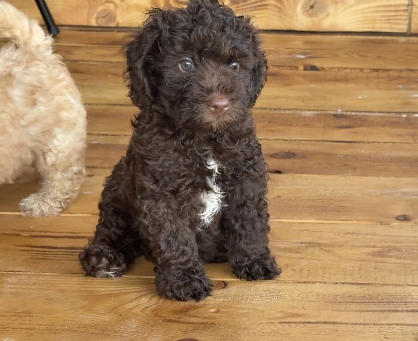 Мини пудел Mini poodle