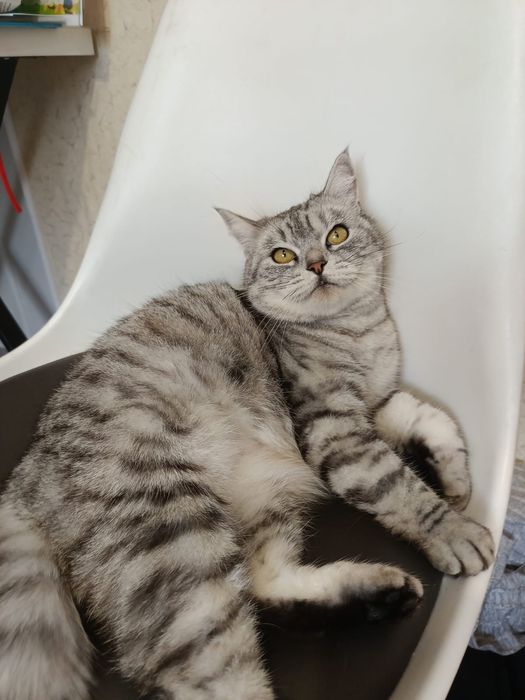 Стерилизованная британка!