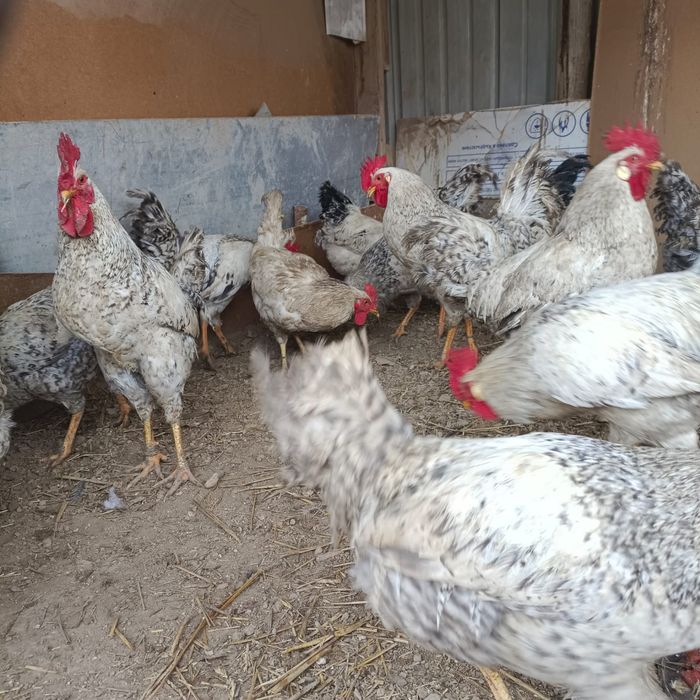 Қораздар сатылады