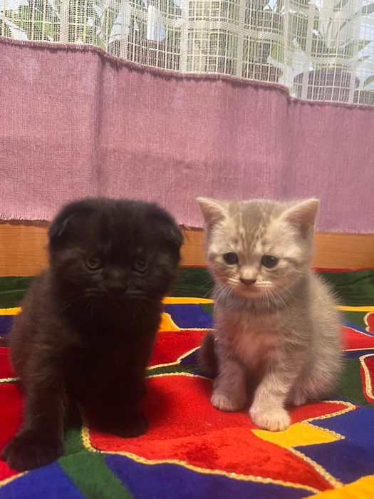 Вислоухие котята